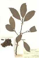 藏品(烏心石屬)的圖片